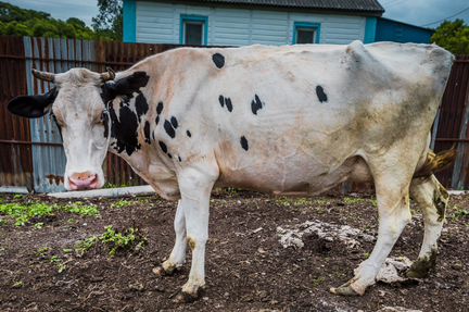 Коровы дойные молочные и телята - фотография № 5