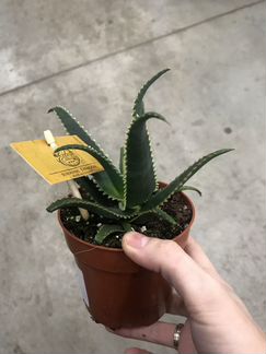 Алоэ Акулеата. Доставка