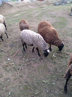 Бараны овцы, ягнята, альпийский козел, козочки - фотография № 1