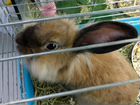 Продам декоративных вислоухих кроликов объявление продам