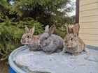 Кролики серо-голубые- 7 месяцев