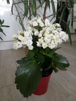 Цветы Денежное дерево, Каланхое