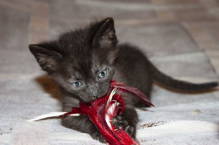 Котенок, мальчик, 2 месяца