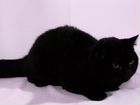 Британские котята лилового и черного окрасов