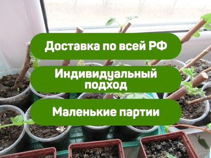 Рассада малины Тимбо Топ