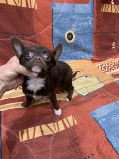 Чихуахуа Горький шоколад Нимфа