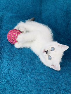 Британские котята шиншилла