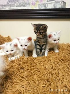 Котятки белые и серый