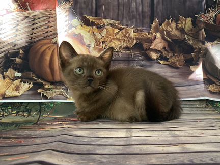 Бурманская кошечка Виола