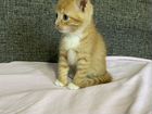 Рыжий котенок объявление продам