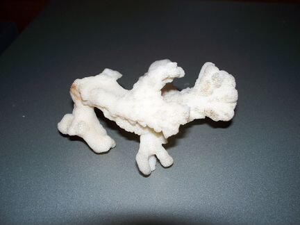 Коралл с архипелаг Чагос индийский океан