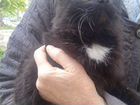 Сибирская стерилизованная кошка в дар