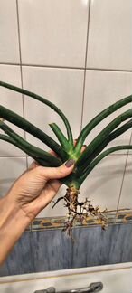 Сансевиерия цилиндрика