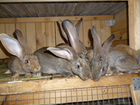 Кролики Фландр объявление продам