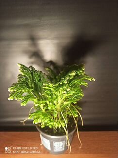 Растение комнатные