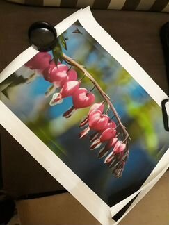 Авторские фотонатюрморты