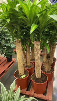 Драцена Массанжеана Н 140 см