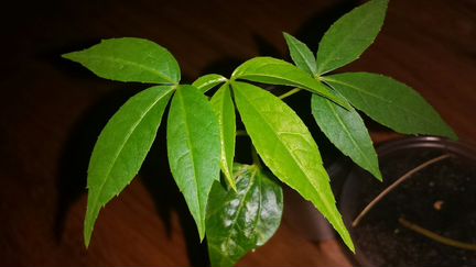 Семена и саженцы растений экзотов