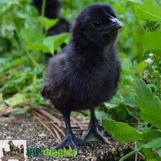 Ухейилюй яйцо