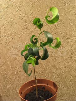 Фикус Бенджамина