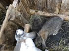 Кролики Бараны, на разведение, чистокровные объявление продам