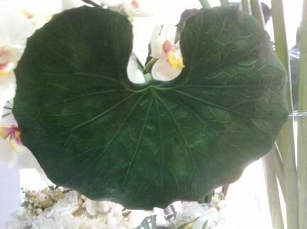 Для декора Лист Растения большой 66 см искусств, о