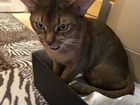 Обессинский кот на вязку 1год объявление продам