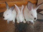 Калифорнийские кролики,фландр объявление продам