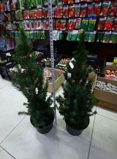 Ель канадская Коника