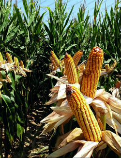 Кукуруза в зернах