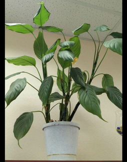 Диффенбахия