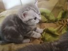 Шатланские котята объявление продам