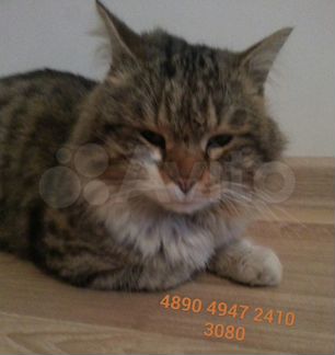 Кот со слезой сибирская