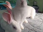 Кролик белый Панон