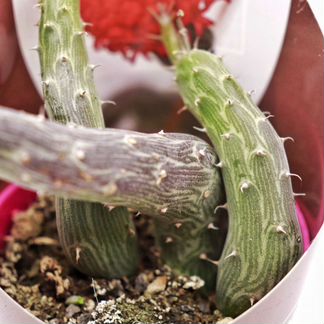 Сенецио (Senecio Pendulus)