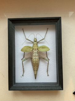 Палочник Heteropteryx dilatata (о.Ява)