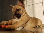 Французский бульдог - щенки, разный окрас объявление продам