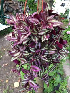 Традесканция Зебрина