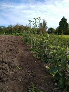 Саженцы яблони современные сорта