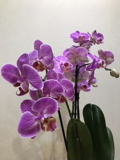 Орхидея