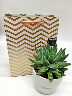 Алоэ в кашпо