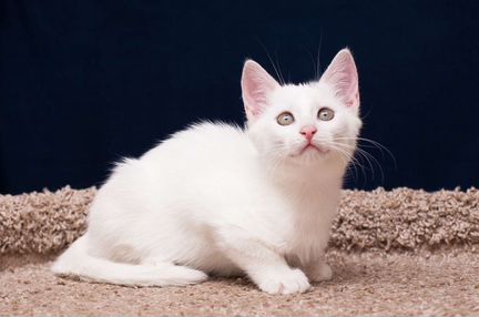 Котёнок
