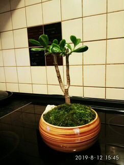 Крассула.Бонсай