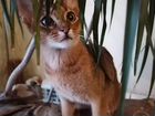 Абиссинский кот вязка объявление продам