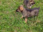 Собаки, метисы немецкой овчарки, 2 месяца объявление продам