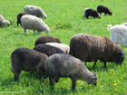 Овцы помесь с курдючным (12 штук, цена договорная)