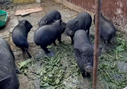Вьетнамские вислобрюхие свиньи - фотография № 4