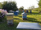 Пчелы пасека объявление продам