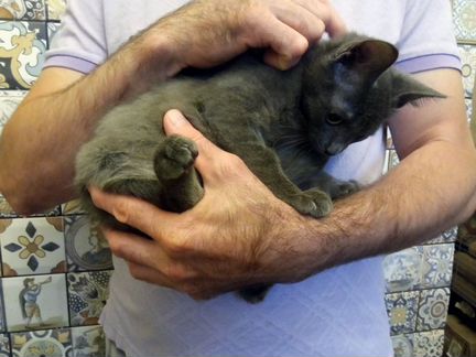 Ласковый котенок голубого окраса в добрые руки