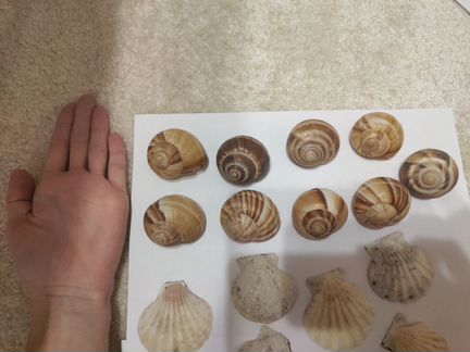 Ракушка